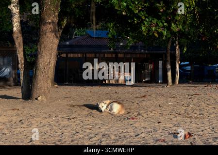 Dog sleeping on the beach, vira-lata caramelo Stock Photo