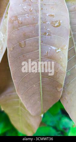 close up photo of mango leaf texture which is suitable for wallpaper Stock Photo
