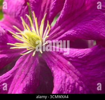 Close up of purple clematis flower with yellow centre Stock Photo