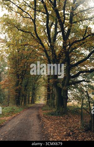Autumn landscape of a deciduous forest under a cloudy sky. Colorful leaves in shades of red, orange, and yellow contrast with the soft Stock Photo