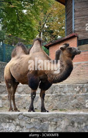 Male Mongolian two humped camel Stock Photo