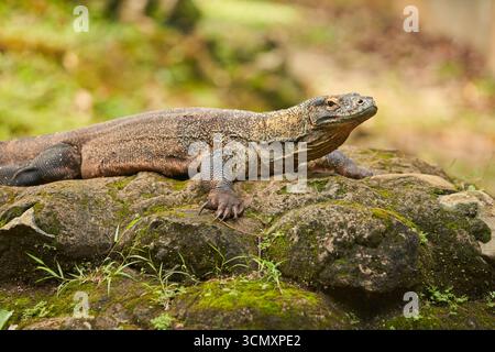 A Komodo dragon lies on a mossy rock in its natural environment. Its rough, scaly skin and powerful body give it a powerful and dominant appearance. Stock Photo