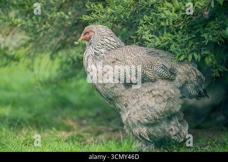 Dark Partridge Brahma hen. Portrait of Brahma partridge hen in the farm. Stock Photo