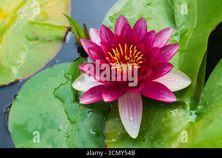 A vibrant water lily displays its rich pink blossoms with yellow stamens, resting gracefully on green lily pads. Dew drops glisten on the leaves in th Stock Photo