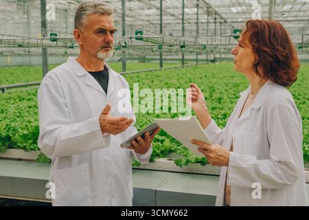 Two agricultural scientists in lab coats discussing research findings in a greenhouse filled with vibrant green lettuce plants, showcasing Stock Photo
