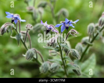 Borage, Bugloss, Starflower or Burrage, Borago officinalis, Boraginaceae. UK. Borage, Borago officinalis, also known as starflower, is an annual herb Stock Photo
