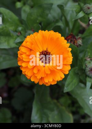Pot Marigold, Mary's Gold, Common Marigold, Scotch Marigold or Ruddles, Calendula officinalis, Asteraceae. UK. Stock Photo