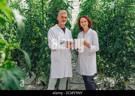 Two agricultural scientists in white lab coats are analyzing data on tablets while standing among lush green tomato plants in a greenhouse, showcasing Stock Photo