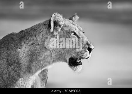 Lioness portrait, Panthera leo, side view of the lion's face. Wild animal has the mouth open. South Luangwa National Park, Zambia, Africa Stock Photo
