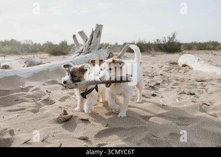 Portrait two jack russell dogs playing with a stick on summer vacations on beach Stock Photo
