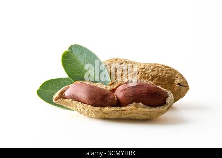 Macro detail of peanuts with open peanut showing the grains isolated on white background. Front view. Stock Photo