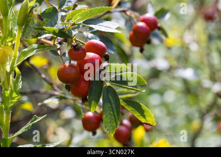 Rotblatt-Rose, Rotblättrige Rose, Hecht-Rose, Hechtrose, Bereifte Rose, Frucht, Früchte, Hagebutte, Hagebutten, Rosa glauca, Rosa rubrifolia, Roas rub Stock Photo
