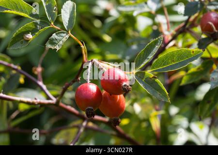 Rotblatt-Rose, Rotblättrige Rose, Hecht-Rose, Hechtrose, Bereifte Rose, Frucht, Früchte, Hagebutte, Hagebutten, Rosa glauca, Rosa rubrifolia, Roas rub Stock Photo