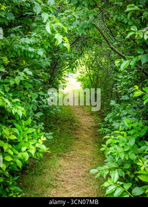 Path though the trees or the light at the end of the tunnel Stock Photo
