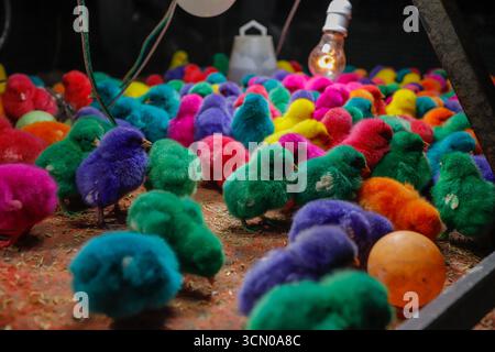 Colorful Dyed Baby Chicks Close Up – Bright Multicolored Fluffy Chicks Background Stock Photo