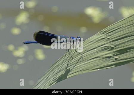 Blue-winged damselfly male with closed wings sitting on green stalk looking right, Lake Neusiedl, Burgenland, Austria Stock Photo