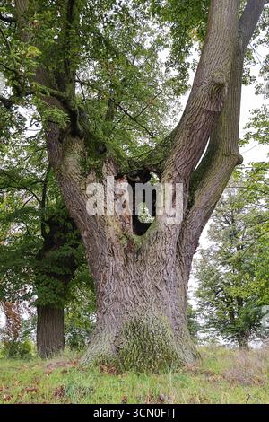 Large tree with hollow trunk in a green landscape, 400 year old lime tree avenue Ladendorf Weinviertel Lower Austria Austria Stock Photo