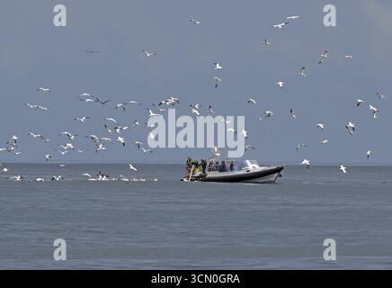 A boat at sea surrounded by flying gannets under a cloudy sky, Isle of Noss, Shetland Islands, Scotland, United Kingdom Stock Photo