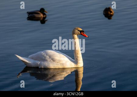 A white swan glides across calm water, glowing in golden hour light, with mallard ducks trailing behind and reflections shimmering in the tranquil sce Stock Photo
