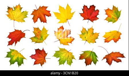 Collage of gorgeous colorful autumn leaves of maple, studio isolated on white Stock Photo