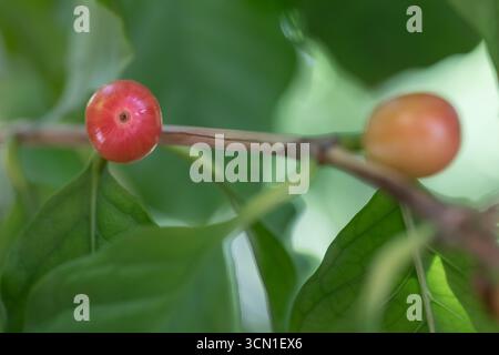 Red and orange unripe coffee cherries on coffee plant, macro close-up with shallow depth of field and blurred green leaves in background Stock Photo