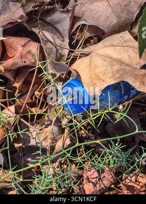 Plastic bottle among dry autumn leaves and green plant outdoors. Stock Photo