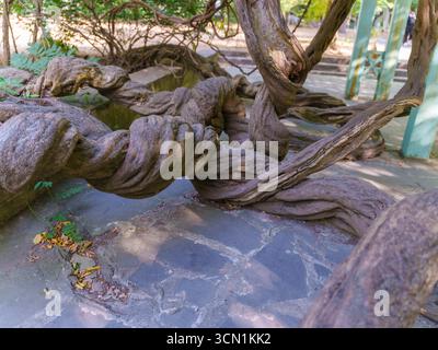 Twisted Tree Roots on Stone Pavement in Garden Setting Stock Photo