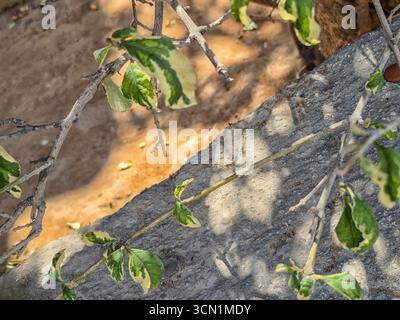 Green variegated leaves and branches casting shadow on stone surface. Stock Photo
