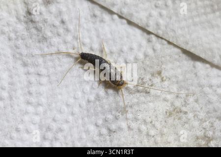 Paperfish, Ctenolepisma longicaudatum on a paper towel. Stock Photo