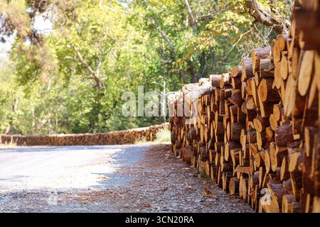 Timber logs stacked neatly along a forest road. Perspective view highlighting forestry, logging industry, and natural resources in daylight. Stock Photo