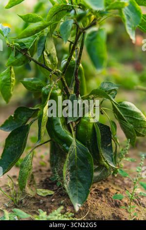 Growing peppers in the field. Close up peppers Stock Photo - Alamy
