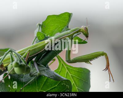 Macro close-up of green praying mantis on fresh leaves in natural light Stock Photo