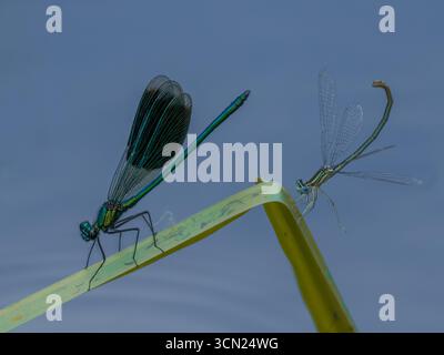Macro close-up of dragonfly in flight with transparent wings - Stock Photo