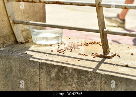 A simple plastic bowl of water and a small pile of cat food sit on a sunny, weathered ledge. This image, shot in Malta, captures the small acts of kindness extended to the islands many street cats. Stock Photo