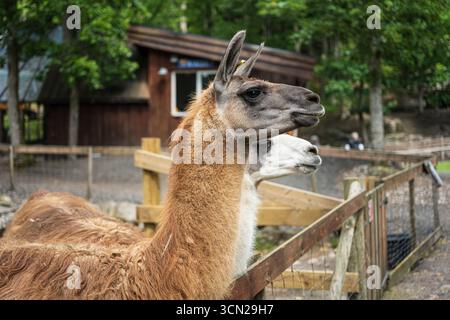 Close up portrait of two llamas in outdoor enclosure Stock Photo