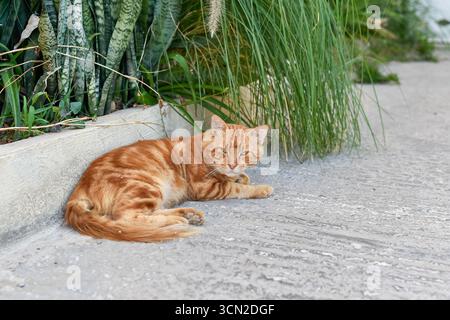A vibrant ginger tabby cat rests gracefully on the pavement, with green foliage in the background. This image highlights the independent spirit of a street cat, a common and beloved sight in Malta. Stock Photo