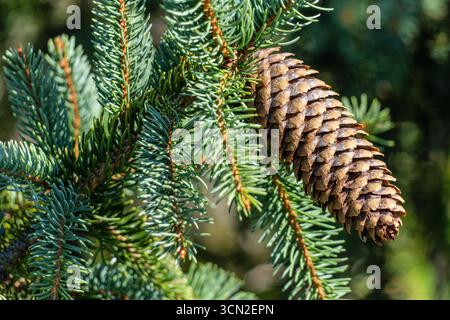 European spruce cone (Picea abies) on the branch Stock Photo