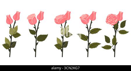 Set of soft pink roses. Two flowers on each of five stems. Vector illustration isolated on white background. Stock Vector