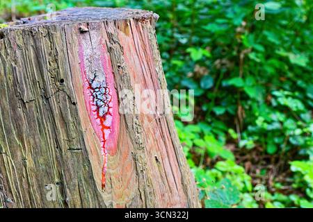 A rough trunk shows a deep split where crimson resin seeps and dries. The glossy sap forms dark red lines along the bark. Light catches surface and th Stock Photo