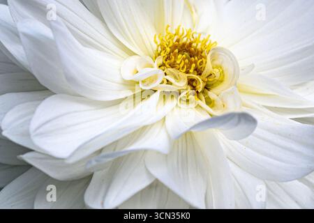 Detail, white dahlia flower Stock Photo