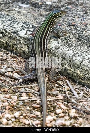 Whiptail Lizard, also known as a Six-lined Racerunner Stock Photo - Alamy