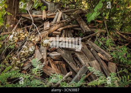 Pile of weathered planks, branches scrap timber stacked in a forest undergrowth showing rough textures and natural decay, suggesting reuse, firewood o Stock Photo