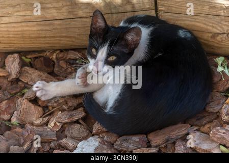 Black and white cat lying and resting on a stone floor and leaning against a wooden trunk, eyes open and licking a paw Stock Photo