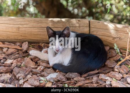 Black and white cat lying and resting on a stone floor and leaning against a wooden trunk, eyes open and licking a paw Stock Photo