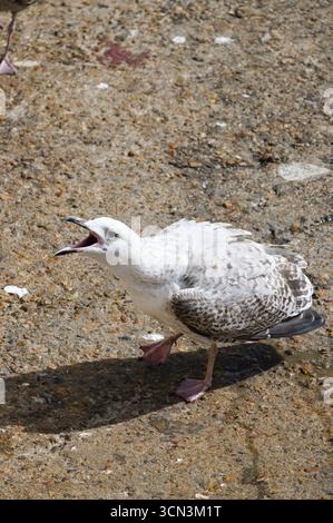 An angry or hungry seabird (young gull) caught mid-cry. White and brown plumage detail, wide-open beak. Wildlife communication. Stock Photo