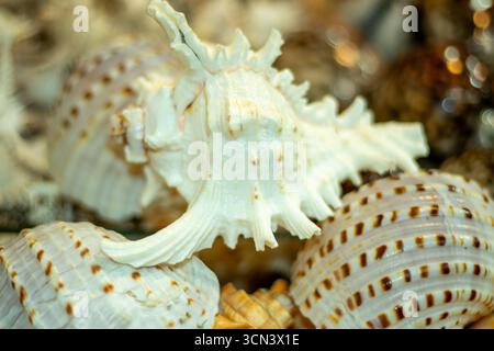 A detailed view of a spiral seashell, pale cream to yellowish with reddish brown square patterns. The surface has a subtle, glossy sheen Stock Photo