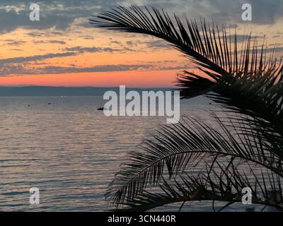 palm tree silhouette at sunset on Lake Balaton in Siófok Hungary Stock Photo