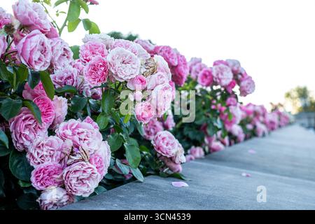 Lush pink roses are blooming beautifully over a stone wall, surrounded by vibrant green foliage, creating a tranquil outdoor atmosphere filled with na Stock Photo