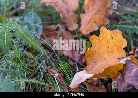 Yellow oak leaf with rounded lobes lies on green grass among dry foliage, closeup autumn scene in forest, natural background for seasonal design and e Stock Photo