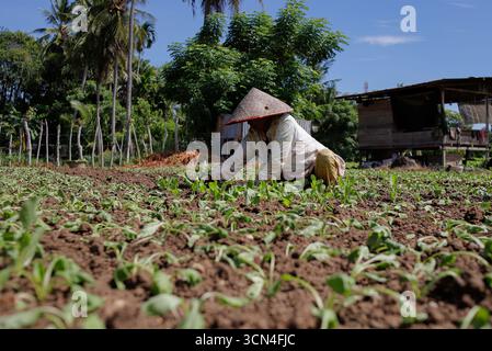 Organic Farming Concept: Farmer Working in Vegetable Garden Stock Photo